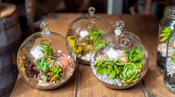 Top 10 Terrarium Plants for Your Plant Based Decor