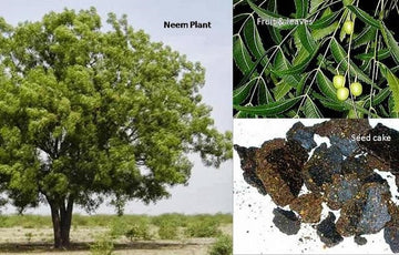 Benefits of Using Organic Neem Cake as a Soil Amendment
