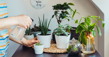 Do Plants Grow Better in Ceramic Pots?
