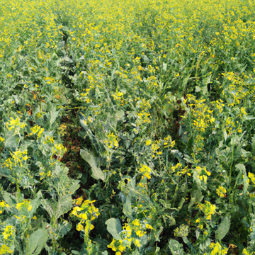 mustard cake fertilizer