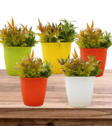 Plastic Pot- Siro