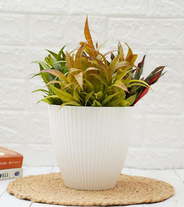 Plastic Pot- Strine