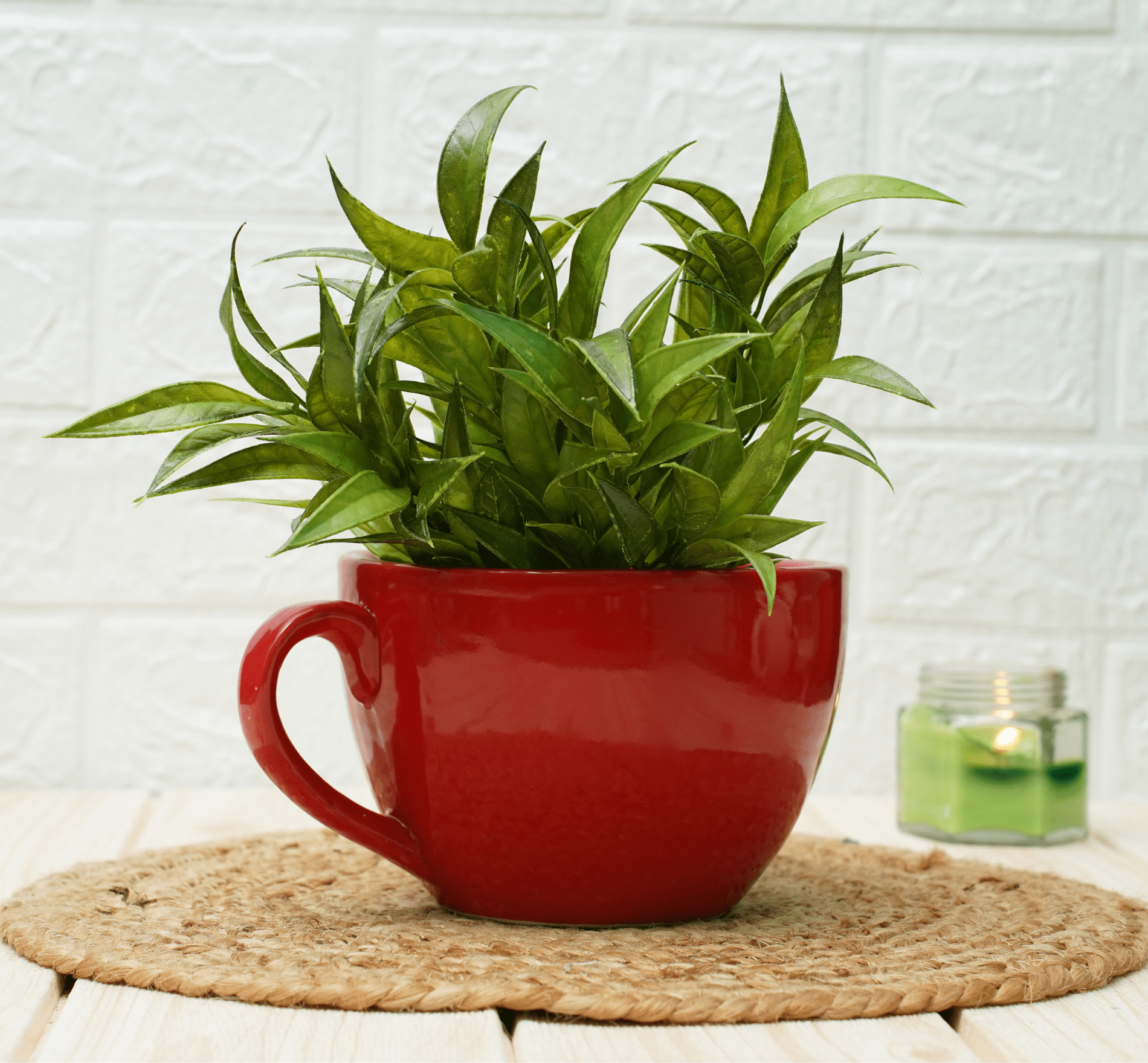 Ceramic Pots for Plants Cup Shape Red