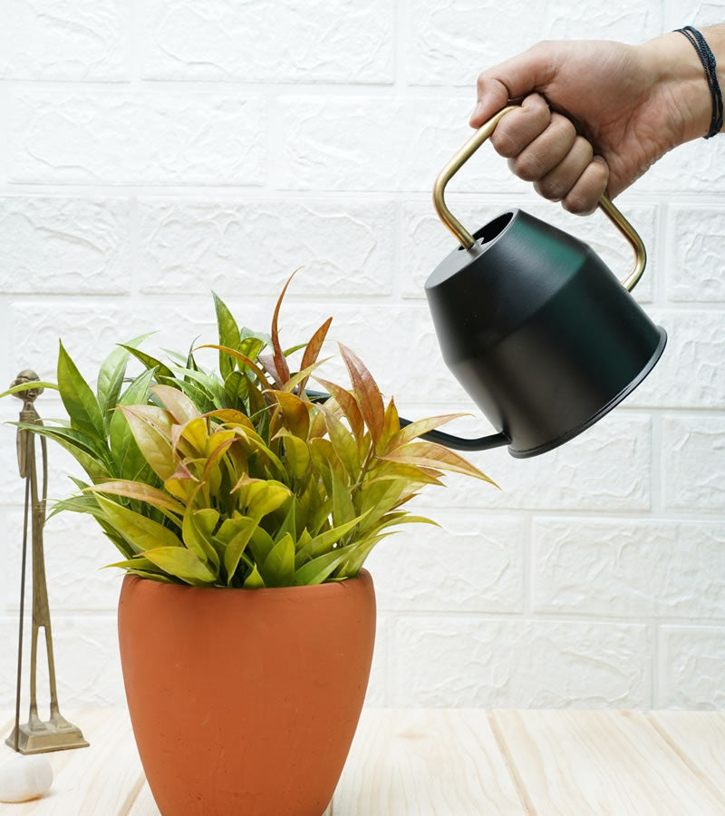 watering can for plants