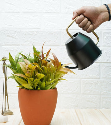 watering can for plants