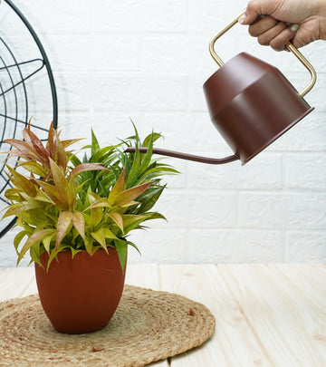 watering can for plants