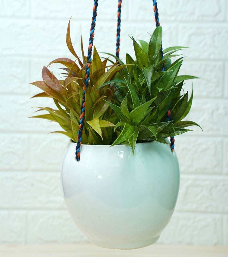 Stylish ceramic pots for plants Shop Our Collection
