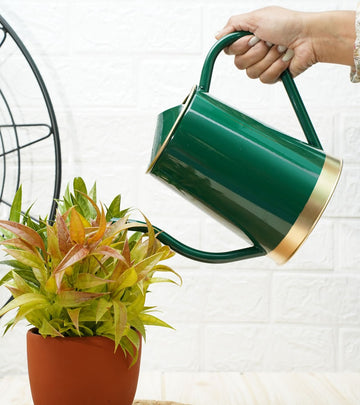 watering can for plants