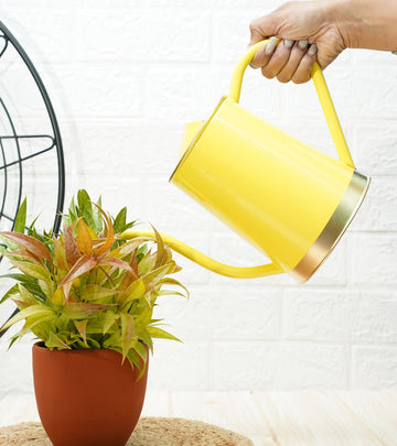 watering can for plants
