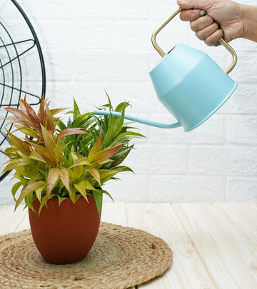 watering can for plants
