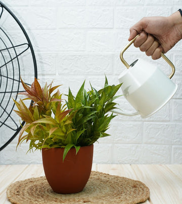 watering can for plants