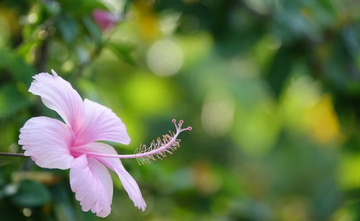 How to Make Your Plants Bloom for Longer Periods?