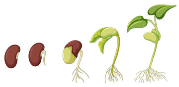 Reasons Why Your Seeds Don’t Germinate And What You Can Do About It
