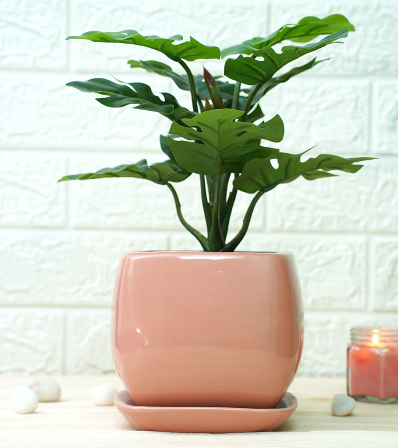How to Choose the Perfect Ceramic Pot for Your Plants