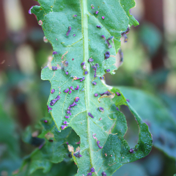 14 Most Common Garden Pests and Organic Pest Control Methods
