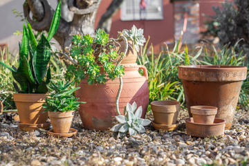 Experience the Rustic Charm of Terracotta Pots in Your Garden