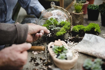 Exploring the Benefits of Terrarium: Why You Should Consider Having One