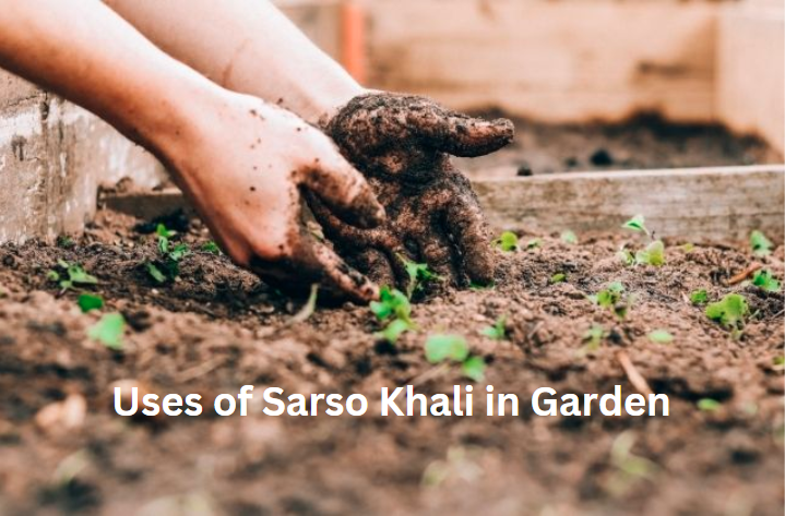 Top Sarso Khali Uses in the Garden | Using Mustard Cake