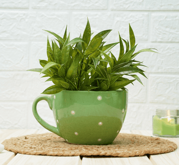 Ceramic Pot - Cup Shape Green Polka