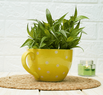Ceramic Pot - Cup Shape Yellow Polka
