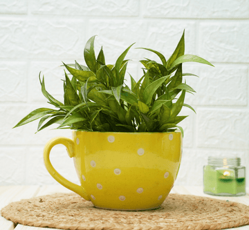 Ceramic Pot - Cup Shape Yellow Polka