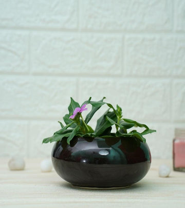 Ellipse Cute Ceramic Pots for Indoor Plants Small Black