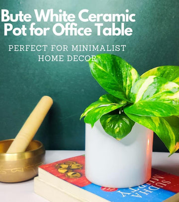 Bute White Ceramic Pot for Office table