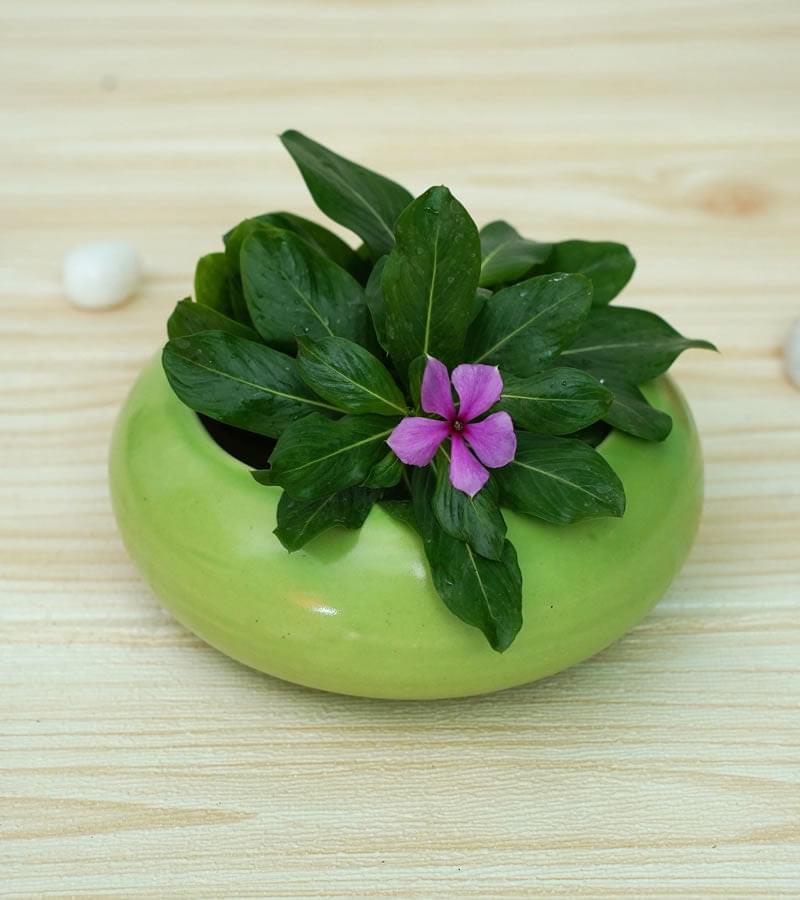 Ellipse Cute Ceramic Pots for Indoor Plants Small Green