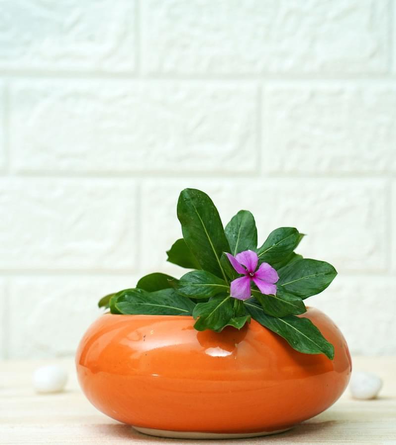 Ellipse Cute Ceramic Pots for Indoor Plants Small Orange