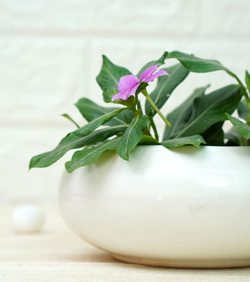 Ellipse Cute Ceramic Pots for Indoor Plants Small White