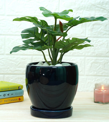 ceramic pots for plants