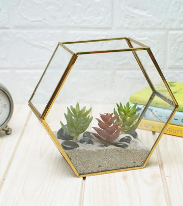 Terrarium Glass Containers(Golden Betel) - with Terrarium Grow Kit