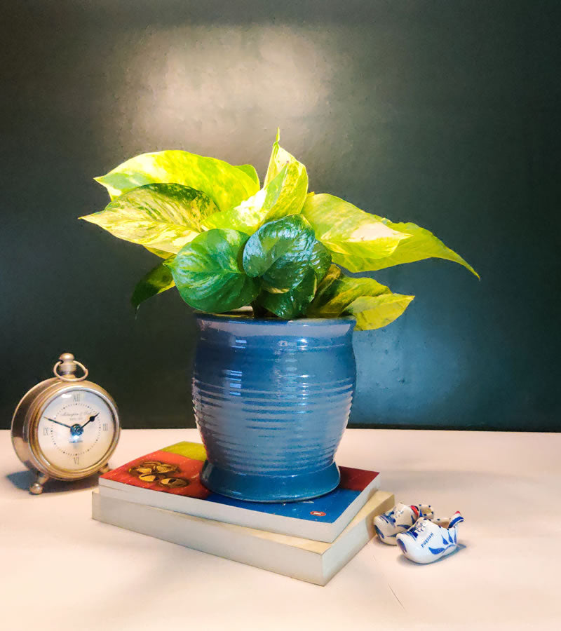 Mr Gray Premium Pot for Indoor Plants