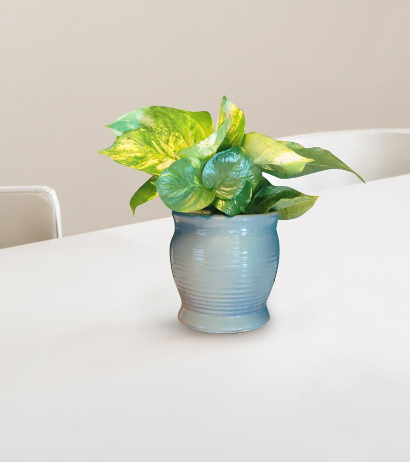 Mr Gray Premium Pot for Indoor Plants 1