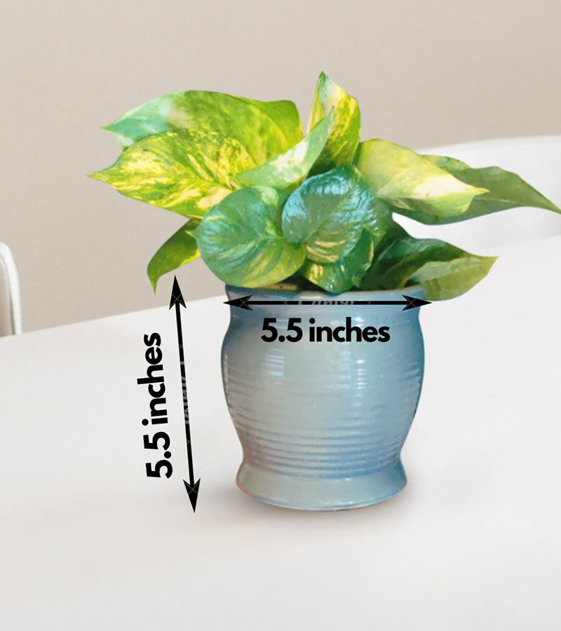Mr Gray Premium Pot for Indoor Plants 4