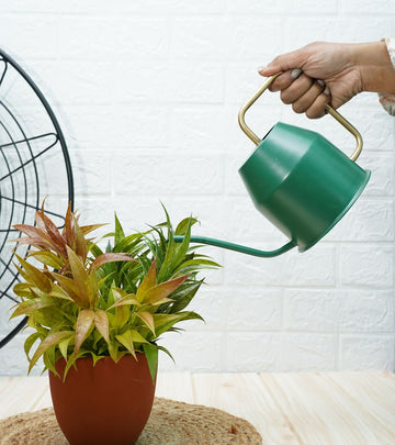 watering can for plants 