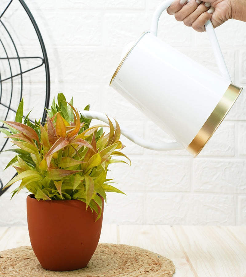 watering can for plants