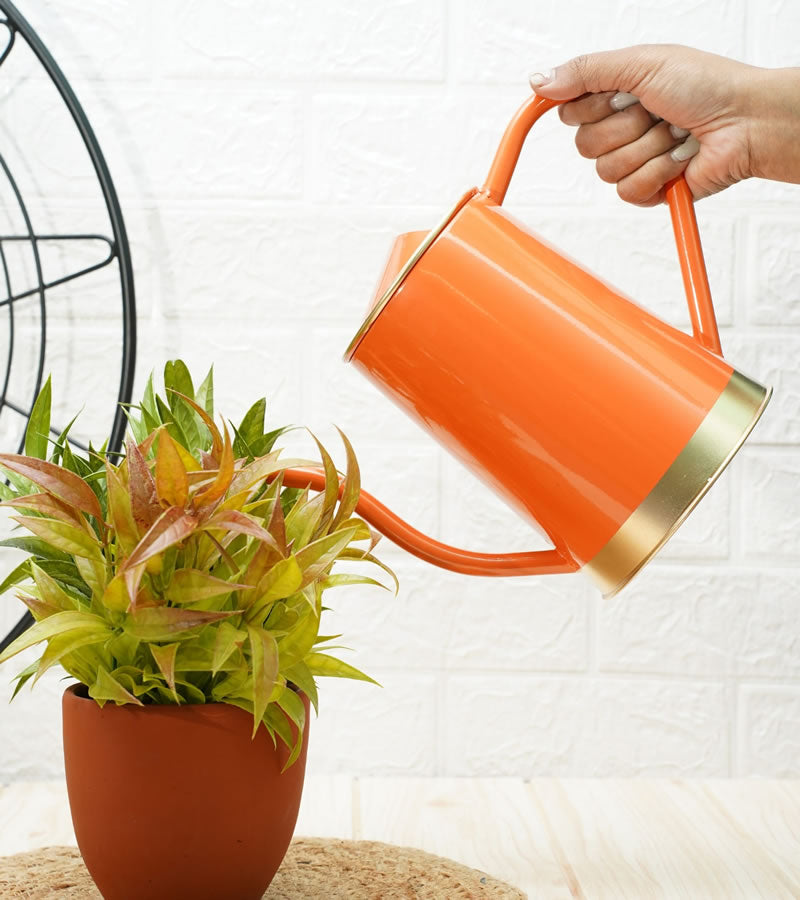 watering can for plants