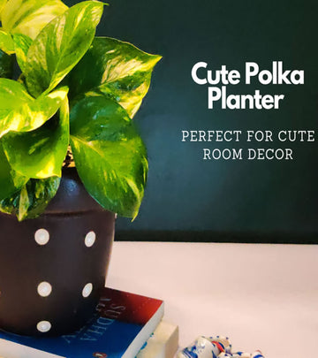Polka Pots for Home Decoration - Black
