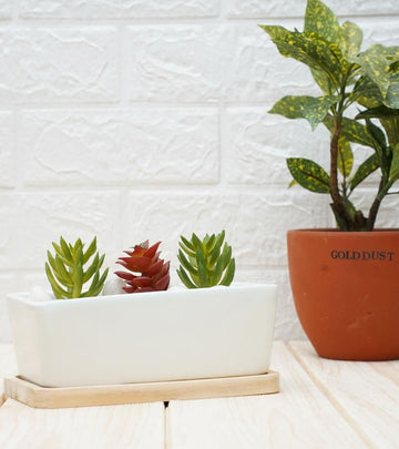 Ceramic Pot - White Succulent Tray with Wooden Plate 8 x 18 cm