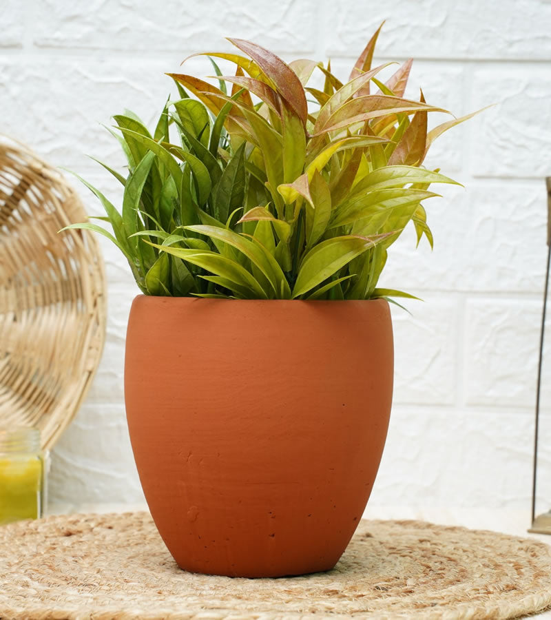 terracotta pots for plants